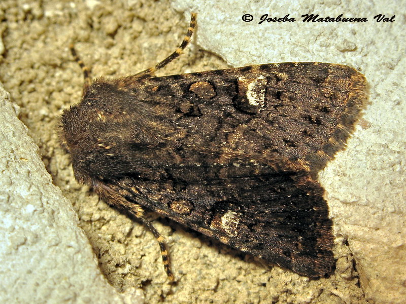 Noctuidae di questa fine settimana 2 - Dryobota labecula